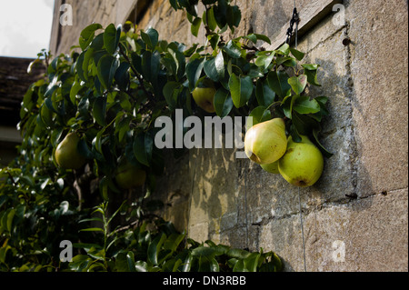 Birnen, eine Wand in einem englischen Garten aufwachsen Stockfoto