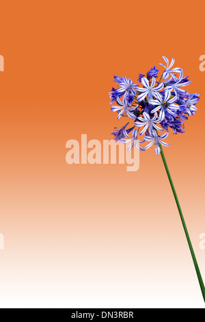 Agapanthus isoliert Stockfoto