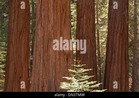 Gigantischen Sequoia Bäumen (Sequoiadendron Giganteum) im Mariposa Grove, Yosemite-Nationalpark, Kalifornien, USA. Stockfoto