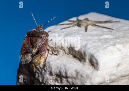 Die Dock-Bug, Coreus marginatus Stockfoto