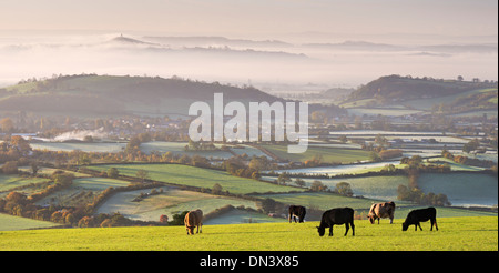 Rinder grasen auf der Mendip Hills, mit dramatischen Blick auf Glastonbury, Somerset, England. Herbst (November) 2013. Stockfoto