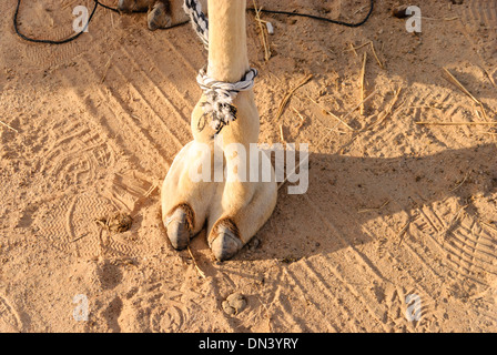 Camels Fuß (cameltoe) Stockfoto