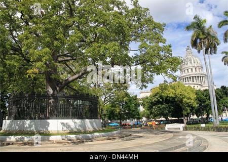 Ceiba Baum im Parque De La Fraternidad und Capitolio über Alt-Havanna (La Habana Vieja), Kuba, Karibik, Mittelamerika Stockfoto