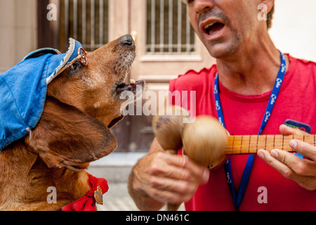 Ein Gesang Hund ausführen In A Street Unterhaltungsshow, Havanna, Kuba Stockfoto