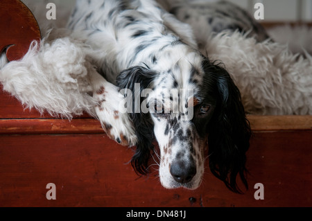 Englisch Setter Hund in einem roten Bett auf einem Schaffell liegend Stockfoto