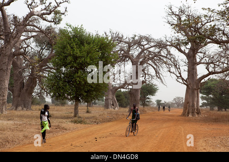 Baobab-Bäume im Senegal, Westafrika. Stockfoto