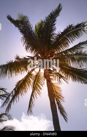 Familie mehrjährige Lianen, Sträucher und Bäume als Palmen bekannt Stockfoto