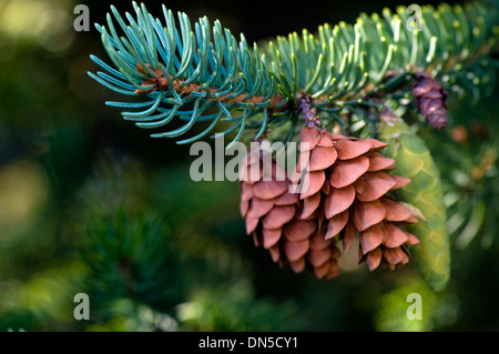 Nadelbaum Äste mit zwei reifen Zapfen (Nadelbaum Zapfen). Stockfoto