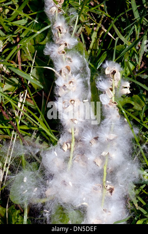 Östlichen Cottonwood (Pappel) Baumsamen auf einem Stiel Verlegung in Grasgrün. Stockfoto