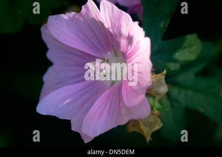 Eine Nahaufnahme einer einzelnen rosa Hibiskus Blume auf den Bäumen Zweig. Stockfoto