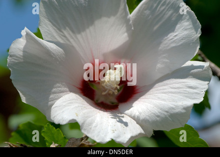 Eine Nahaufnahme einer einzelnen weißen Hibiscus Blume auf den Bäumen Zweig mit einem Burgunder-Center. Stockfoto