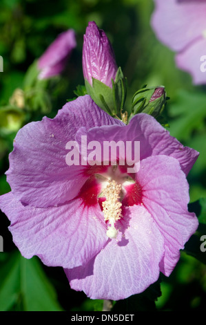 Eine Nahaufnahme von einer Hibiskusblüte Rosa-Lavendel und Knospen an den Bäumen Zweig. Stockfoto