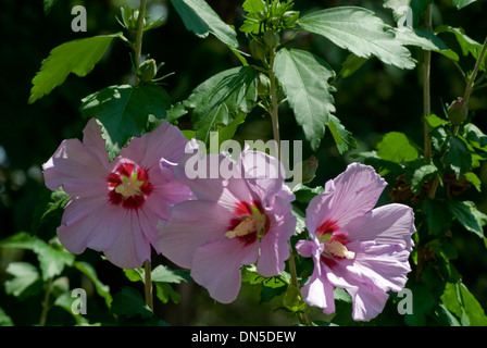 Drei Hibiskusblüten auf den Bäumen Zweig. Stockfoto