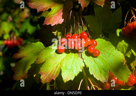 Baum rot Hawthorne Beeren und Blätter. Stockfoto