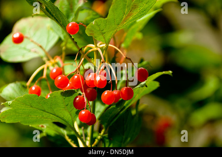 Baum rot Hawthorne Beeren und Blätter. Stockfoto