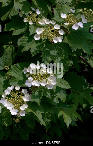 Weiße Hortensie oder Hortensia, Pflanzen und Blumen. Stockfoto