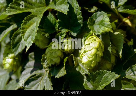 Nahaufnahme der Hopfen wächst an den Rebstöcken. Stockfoto