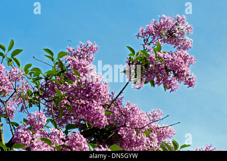 Hyazinthe Baum Baumkrone blühen nach oben in den blauen Himmel an einem Frühlingstag. Stockfoto