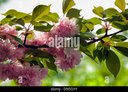 Östlichen Redbud Zweig Frühling Blüten und Blätter, Nahaufnahme. Stockfoto