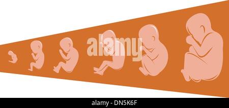 menschlichen Fötus von 8 bis 40 Wochen Stock Vektor