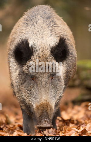 Nahaufnahme von einem Erwachsenen Wildschwein (Sus Scrofa) im Herbst Blätter, Nationalpark Bayerischer Wald Stockfoto