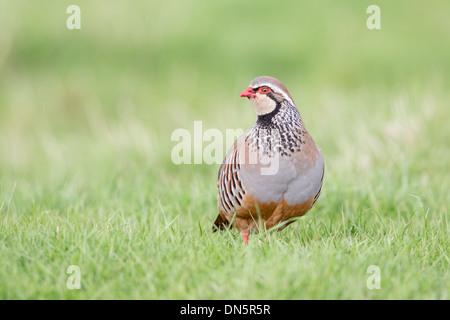 Rothuhn (Alectoris Rufa) stehen in kurzen Rasen Stockfoto