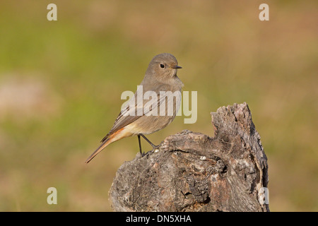 Weiblicher Hausrotschwanz Stockfoto