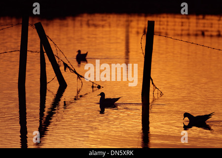 Black-headed Möwen Larus Ridbundus Silhouette auf Küsten-Pool bei Sonnenuntergang Stockfoto