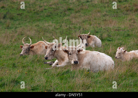 Chillingham Rinder Chillingham Castle Northumberland Stockfoto