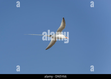 Rot-billed Tropicbird oder BoatswainBird (Phaeton Aethereus) während des Fluges, Isla Genovesa, Galápagos-Inseln Stockfoto