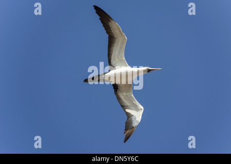 Nazca Booby (Sula Granti) während des Fluges, Isla Genovesa, Galápagos-Inseln Stockfoto