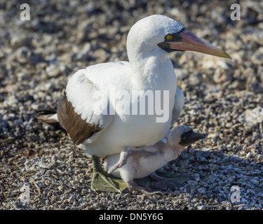 Nazca Booby (Sula Granti) auf ein Nest mit einem Küken, Isla Genovesa, Galápagos-Inseln Stockfoto