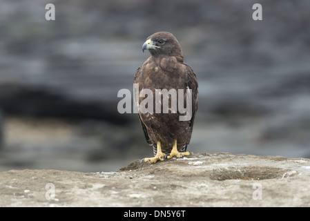 Galapagos Falke (Buteo galapagoensis), Isla San Salvador, Isla Santiago, Galápagos-Inseln Stockfoto