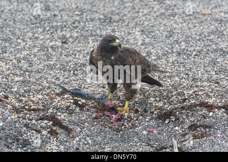 Galápagos Falke (Buteo Galapagoensis) mit einem gefangenen Fisch, Narborough Insel, Galápagos-Inseln Stockfoto