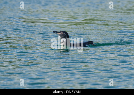 Galápagos-Pinguin (Spheniscus Mendiculus), Isla Isabella, Galápagos-Inseln Stockfoto