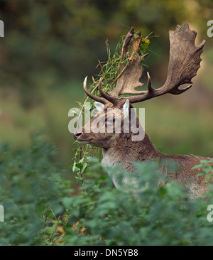 Damhirschen Cervus Dama Bock mit Unterholz auf Geweih Stockfoto