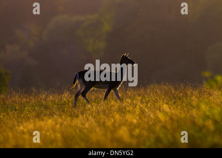 Damhirschen Cervus Dama rut Doe bei Sonnenaufgang während im Herbst Stockfoto