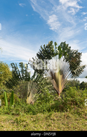 Baum des Reisenden oder des Reisenden Palm (Ravenala Madagascariensis) in seinem natürlichen Lebensraum in der Nähe von Manakara, Madagaskar Stockfoto