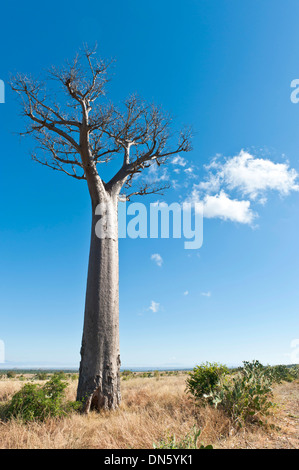Einsame Baobab-Baum (Affenbrotbäume Digitata), weite Landschaft in der Nähe von Tulear oder Toliara, Madagaskar Stockfoto