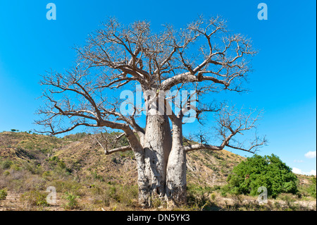 Einsame dicken Baobab-Baum (Affenbrotbäume Digitata) mit starken Ästen, in der Nähe von Tulear oder Toliara, Madagaskar Stockfoto