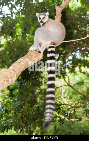 Katta (Lemur Catta) in einem Baum, mit einem schwarz-weiß gestreiften Schweif, Nakampoana Nature Reserve, Madagaskar Stockfoto