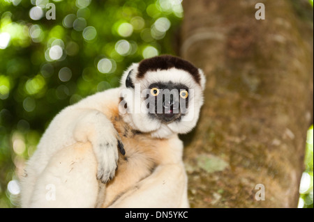 Verreaux Sifaka (Propithecus Verreauxi), in einem Baum, Nakampoana Nature Reserve, Madagaskar Stockfoto