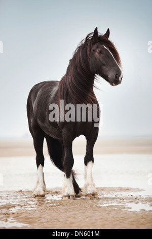 Shire Horse Wallach, schwarz mit einer Flamme frei herum, am Strand, Borkum, Niedersachsen, Deutschland Stockfoto