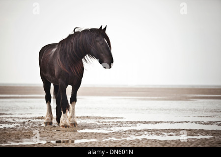 Shire Horse Wallach, schwarz mit einer Flamme frei herum, am Strand, Borkum, Niedersachsen, Deutschland Stockfoto