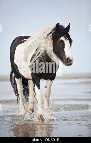 Tinker Stute, schwarz / weiß kariert, frei herum, am Strand, Borkum, Niedersachsen, Deutschland Stockfoto