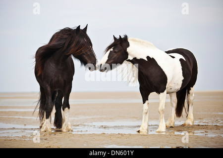 Tinker Wallach, schwarz und eine Shire Horse Stute, schwarz / weiß kariert, schnüffeln, am Strand, Borkum Stockfoto