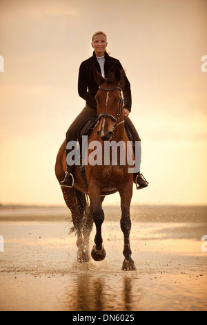 Frau reitet auf einem Hannoveraner Wallach, trägt eine englische Trense im Galopp, im Abendlicht, auf den Strand von Borkum Stockfoto