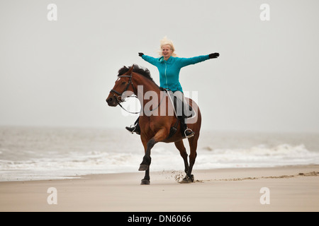 Frau reitet auf einem andalusischen Mischling Wallach, Freihand trägt eine englische Trense, am Strand von Borkum, Niedersachsen Stockfoto