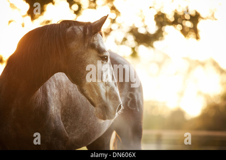 PRE Wallach, dapple-grey, stehend im Morgennebel mit Hintergrundbeleuchtung Stockfoto