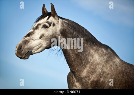 PRE Wallach, dapple-grey, Porträt Stockfoto